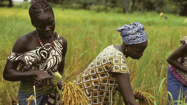 MAKING FARMER MANAGED SEED SYSTEMS WORK