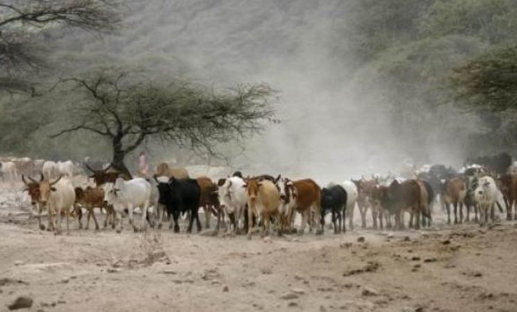 Drought Situation in Kenya 2022: The Case of Narok County