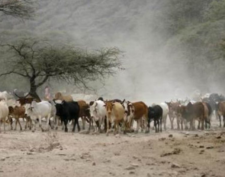 Drought Situation in Kenya 2022: The Case of Narok County